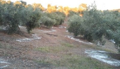 Abonado olivar