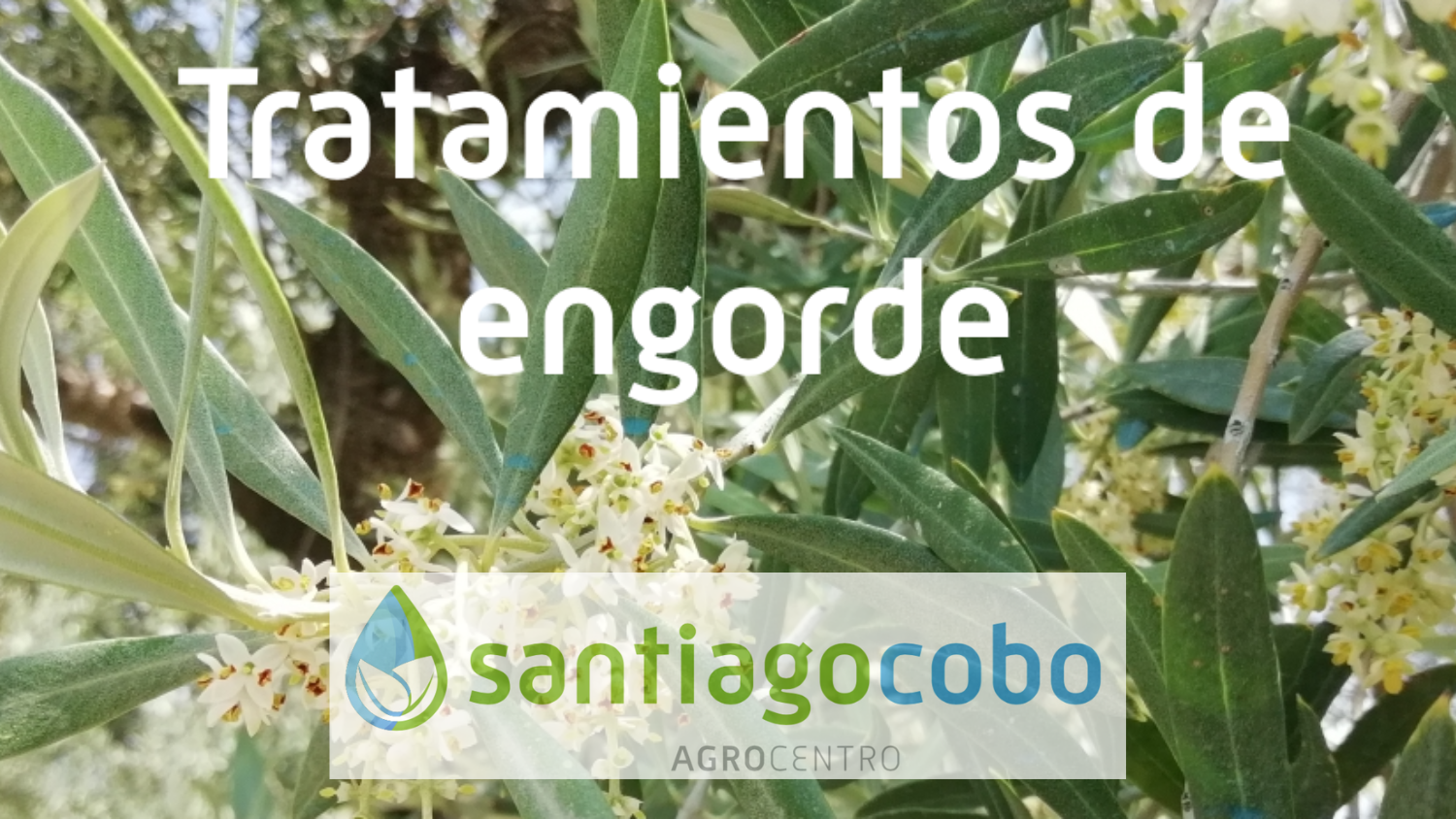 Floración olivar en Mayo en Jaén