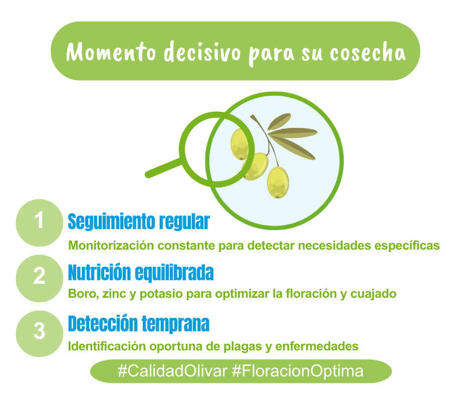 Recomendaciones cuidado del olivar